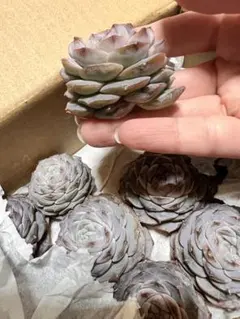 chuchie様 リクエスト 5点 まとめ商品