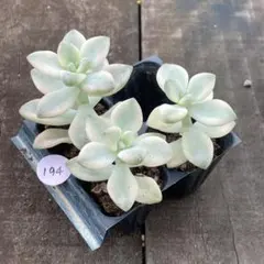 misaki624piano様 リクエスト 2点 まとめ商品