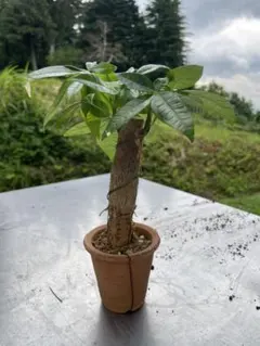 パキラ 盆栽仕立て ミニ盆栽 陶器鉢のサムネイル
