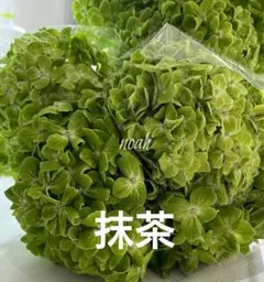 ❀ご購入前にコメントお願い致します❀　輸入アジサイ　苗 2026年最新】紫陽花 苗 輸入の人気アイテム - メルカリ