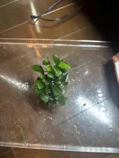 ルネッサ様 リクエスト 2点 まとめ商品