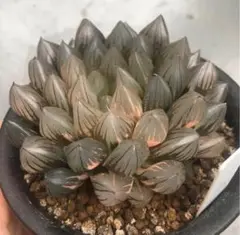 ブラックオブツーサ錦  美品 多肉植物 ハオルチア ブラックオブツーサ錦 二頭立 糊斑 - メルカリ
