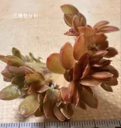 は*つ様 1054 1344 1945三株セット　エケベリア　多肉植物　撮影3月