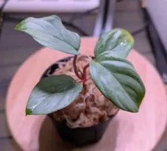 Homalomena sp. 涼日 Cameron Highlandsのサムネイル