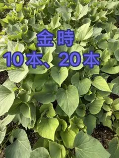 紫芋切り苗 25本 茨城県産 サツマイモ さつまいも苗 家庭農園 大口対応