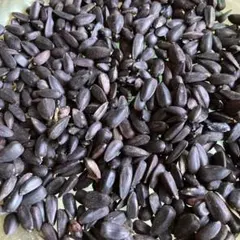 無農薬　ひまわりの種　40g