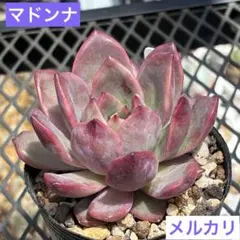 多肉植物 セダム ☆ドリームダズラー☆ カット苗 - メルカリ