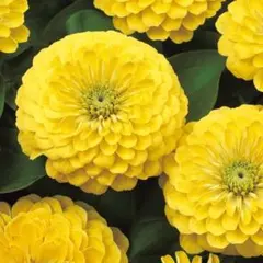 百日草　イエロー　　花の種　　ジニア