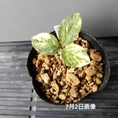 2025年最新】ヤマシャクヤク 斑入りの人気アイテム - メルカリ