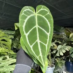 どんぐりショップ様 リクエスト 4点 まとめ商品