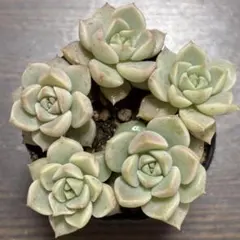 くぅー様 リクエスト 2点 まとめ商品