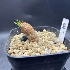 し*ち様 M692多肉植物 オペルクリカリア・パキプス実生 大株【落ち葉