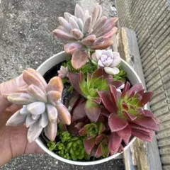 そのまま飾れる多肉植物寄せ植え こぼれ鉢 管理書付き - メルカリ