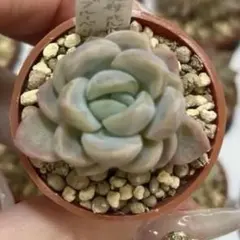 多肉植物 苺恋 いちご（ここにこさん苗） - メルカリ