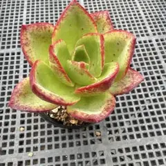 多肉植物 センペルビウム テクトラム ロイアナム No.58【白】 - メルカリ