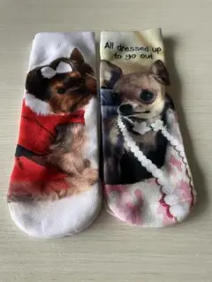 DOG 犬　靴下　2個セット　チワワ、ヨークシャテリア