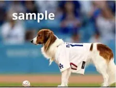 デコピン始球式　連続8選★348 選択購入可能