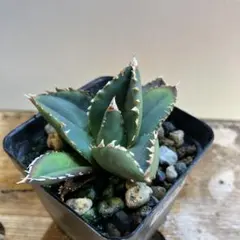 モン吉様 リクエスト 2点 まとめ商品