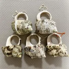 天然貝殻 置物 5個セット　まとめ売り
