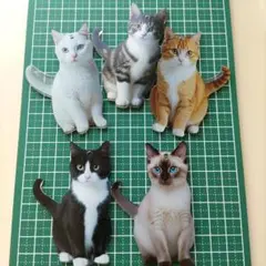 猫 チャーム