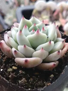 多肉植物 そわそわ×中里リンゼアナ - メルカリ