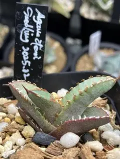 2026年最新】オテロイ 長葉の人気アイテム - メルカリ