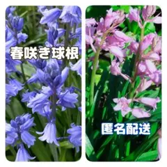 2026年最新】千鳥草の人気アイテム - メルカリ