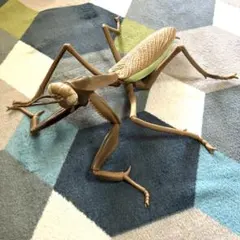 Item thumbnail for item 8d6d9b59-25b9-425e-a18f-ba871ddde731