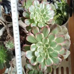 聖様 リクエスト 2点 まとめ商品