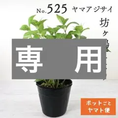 2026年最新】坊ヶ鶴の華の人気アイテム - メルカリ