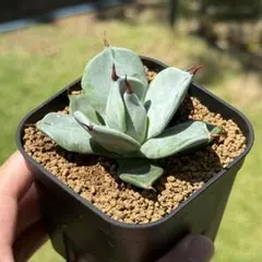 2025年最新】イシスメンシス 一本棘の人気アイテム - メルカリ