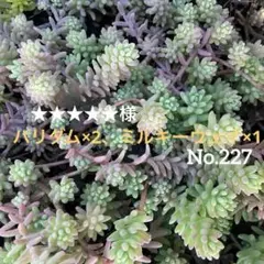 2026年最新】葉挿しの人気アイテム - メルカリ