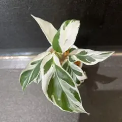 カラテア ホワイトフュージョン 小苗のサムネイル