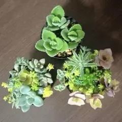 多肉植物 だるま秀麗 多肉植物　だるま秀麗　カット苗 カット苗（8苗） メルカリ - その他多肉植物