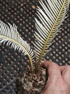 2025年最新】白い蘇鉄の人気アイテム - メルカリ