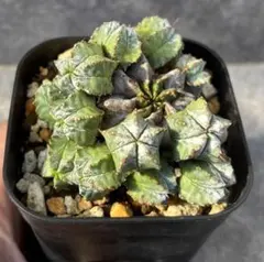 2025年最新】ユーフォルビア ホリダ白衣の人気アイテム - メルカリ