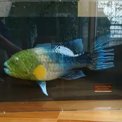 2025年最新】剥製 魚の人気アイテム - メルカリ