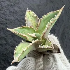 2025年最新】ゴジラ 台湾の人気アイテム - メルカリ