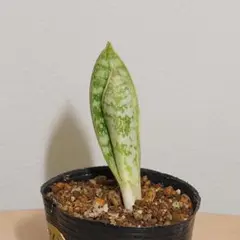 【美斑】 ロリダ　バリエガータ　サンスベリア　斑入り　希少　抜き苗 美斑】 ロリダ バリエガータ サンスベリア 斑入り 希少 抜き苗