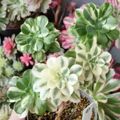 2026年最新】アエオニウムの人気アイテム - メルカリ