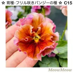 おぬ様 リクエスト 2点 まとめ商品