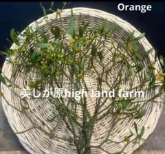 枝切りヤドリギ 約30〜40㎝6本‼️お客様ご注文品♪ - メルカリ