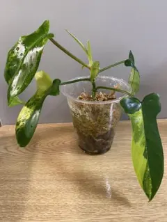 2025年最新】フィロデンドロン フロリダビューティーの人気アイテム