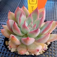 ミックスベリア ウェディングベル 抜き苗 おらいさん 多肉植物 札は