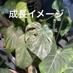 2025年最新】モンステラ ホワイトモンスターの人気アイテム