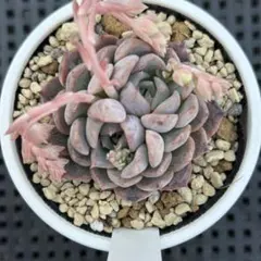 sippo☆様 リクエスト 2点 まとめ商品