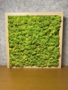 スカンディアモス フラモ バーチ枠 スプリンググリーン③