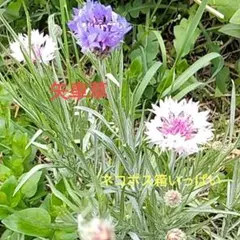 プラチナ☆プロフ必読✩.*˚様 リクエスト 2点 まとめ商品