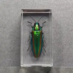 2026年最新】標本の人気アイテム - メルカリ