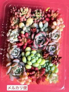 多肉弁当 寄せ植えセット 詰め合わせ カット苗